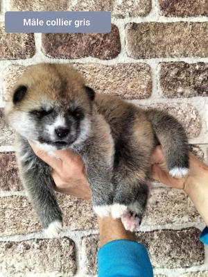 Chiot mle akita inu