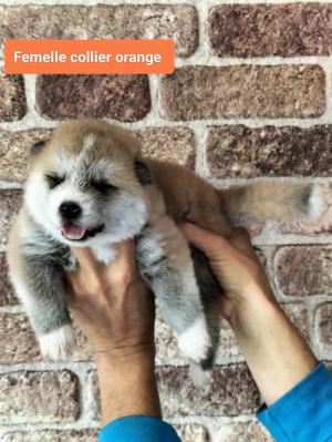 Chiot femelle akita inu