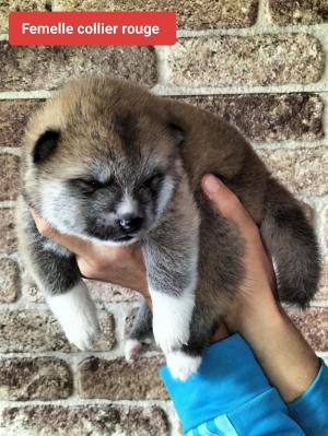 Chiot femelle akita inu