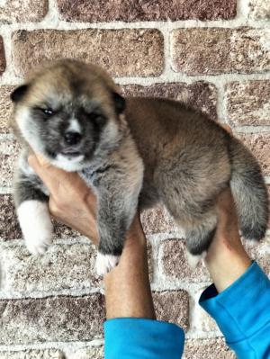 Chiot femelle akita inu