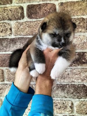 Chiot femelle akita inu