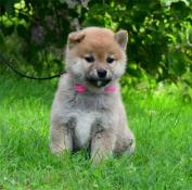 Adorables bb shiba inu lof