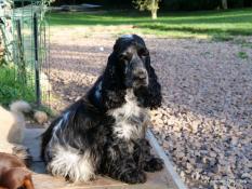 Cocker spaniel anglais femelle 3 ans  vendre