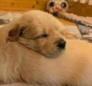 Magnifique chiot golden retriever lof