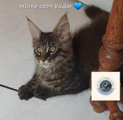 Maine coon chatons disponibles