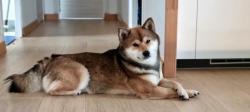 Chiots shiba inu