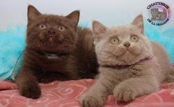 Superbes chatons british & celeste loof , paiement 4x/livraison