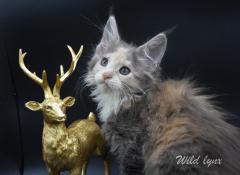 Chatons maine coon loof