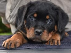 Chiots rottweiler lof a reserver