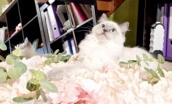 3 chatons ragdoll loof parents champions loof