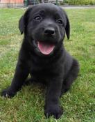 Magnifiques chiots labrador sable et noir lof