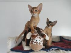 Abyssins prestigieux  paris