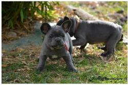 Magnifiques chiots apparence bouledogues franais bleus