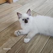 Chatons ragdoll loof  rserver