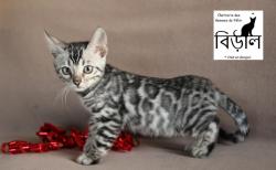 Chatons bengal black silver spotted/rosettes loof