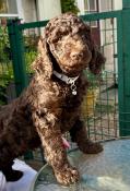 Chiots grand caniche marron