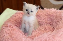 2 adorables chatons ragdoll mles  rserver