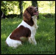 A rserver chiots english springer spaniel lof. parents tests.