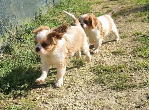 Chiot mle cavalier king charles spaniel