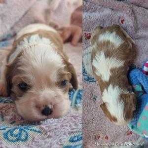 Chiot femelle cavalier king charles spaniel