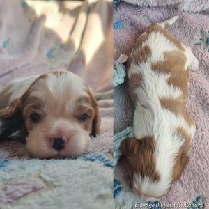 Chiot femelle cavalier king charles spaniel