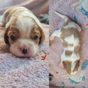 Chiot femelle cavalier king charles spaniel