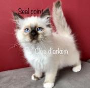 Magnifiques chatons sacr de birmanie loof