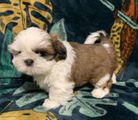 Superbes chiots shih tzu lof  rserver