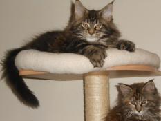 Chatons maine coon loof entiers dispo de suite proche paris