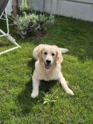 Chiots golden retriever lof d'exception indemnes de toutes maladies