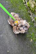 Chiot shih tzu lof disponible de suite