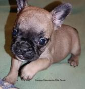 Chiots apparence bouledogue franais