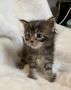 chatons Maine Coon  rserver