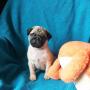 chiots Pug disponibles