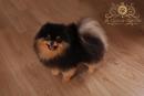 chien Spitz Nain pour saillie