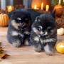 chiots Pomeranian  rserver