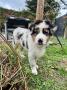 chiots Aussie disponibles