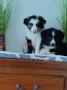 chiots d'apparence Border Collie disponibles