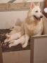 chiots White Swiss Shepherd  rserver