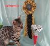 chaton Bengal disponibles