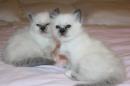 chatons Birman disponibles