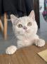 chaton British Shorthair  rserver