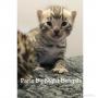 chatons Bengal  rserver