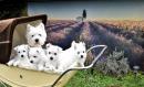 chiots West Highland White Terrier  rserver