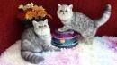 chatons Exotic Shorthair disponibles