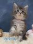 chatons Maine Coon  rserver