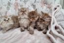 chatons British Longhair disponibles