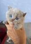 chaton British Shorthair  rserver