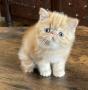 chatons Exotic Shorthair disponibles