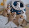 chatons British Shorthair  rserver